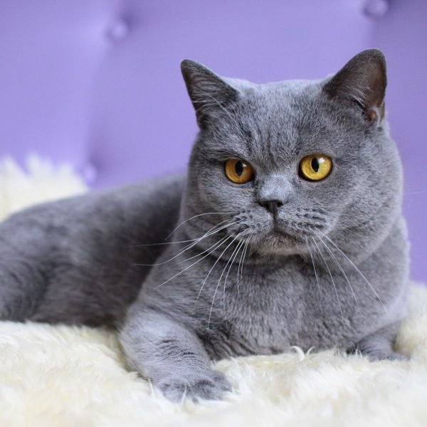 6 Most Beautiful Grey Cat Breeds That You Will Like