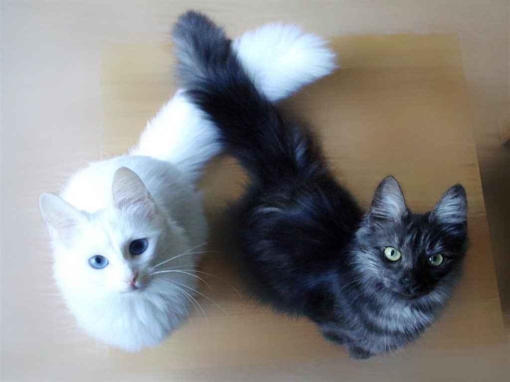 Черная ангора. Ангорская кошка. Турецкая ангорская кошка. Турецкая ангорская кошка черно белая. Турецкая ангорская кошка черная.