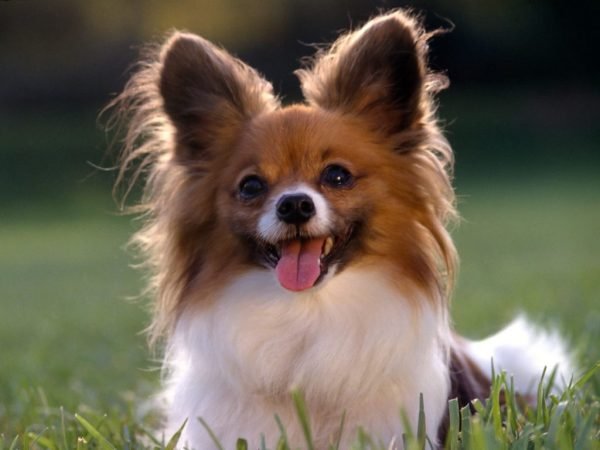 what are the most hyper breeds of dogs