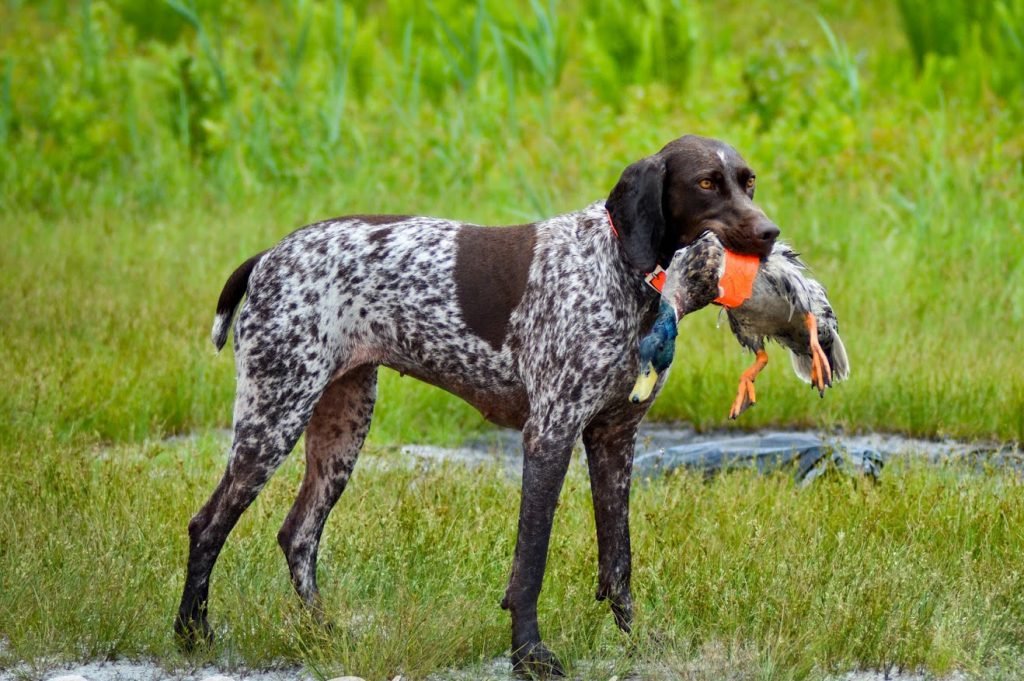 pointer breeds of dogs
