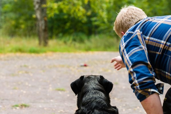 Is Online Pet Training the Future of Dog Education?