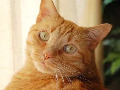 Get All The Answers To Your Questions About Orange Cats ...