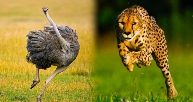 Top 15 Fastest Animals In The World Disk Trend Magazine   Fastest Animal In The World 05 620x330 