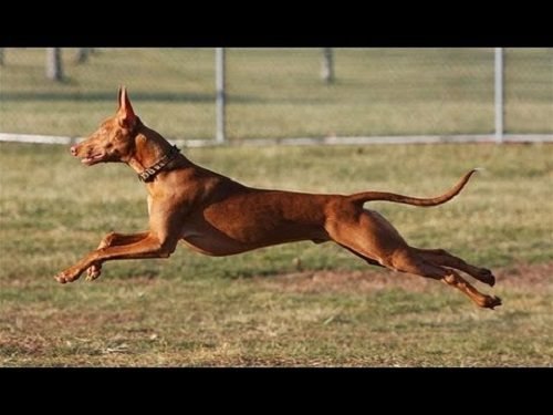 Thinking About Fastest Dog Breed? It's Time To Stop ...