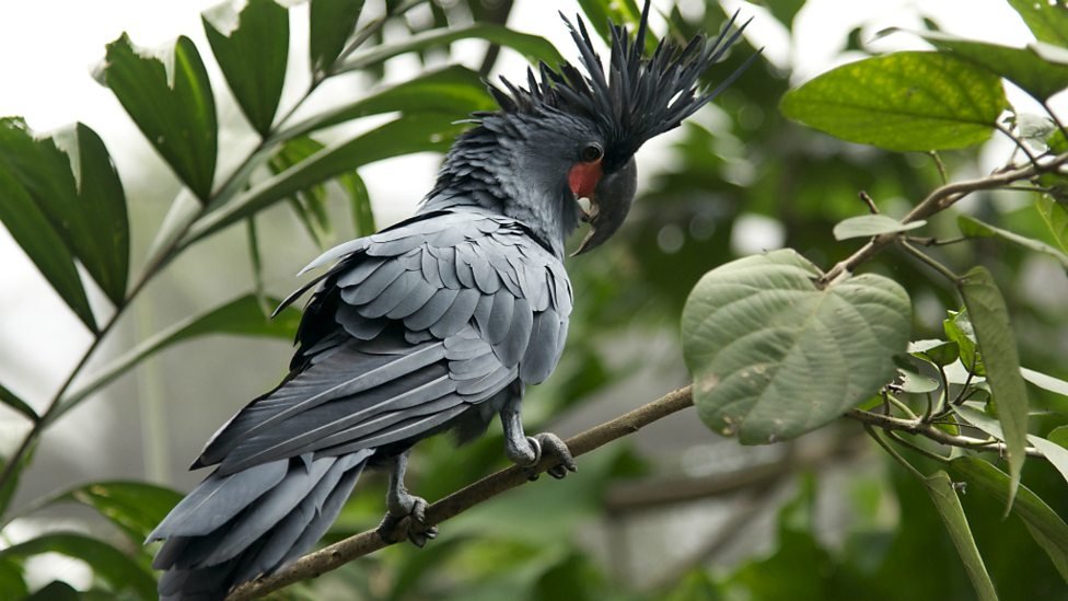 Top 10 Expensive Birds With an intriguing Amalgam of Colors - Disk ...