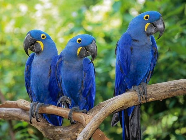 Top 10 Most Beautiful Parrot species Worldwide