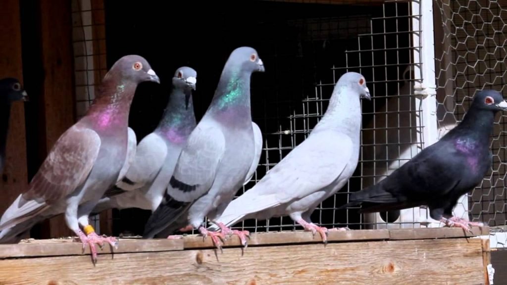 Racing-Pigeons1.jpg