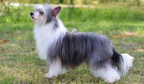 Chinese crested 02-one of the smallest dog breed | Disk Trend Magazine