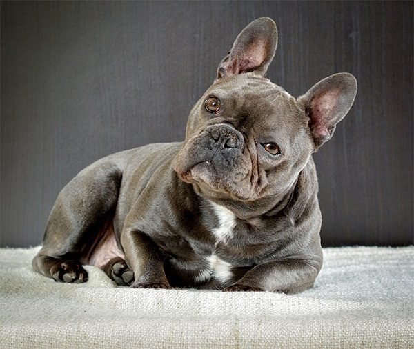 French bulldog-one of the smallest dog breed - Disk Trend Magazine