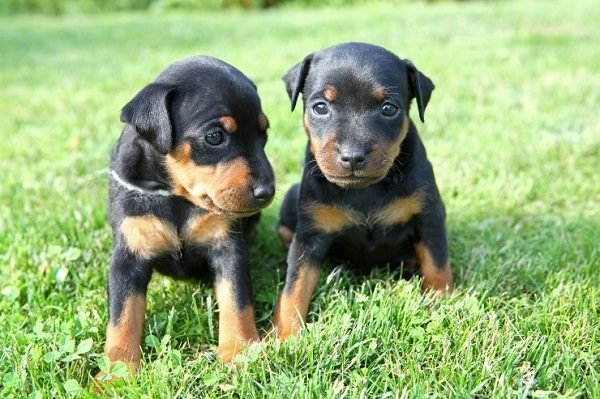 Top 15 Smallest Dog Breeds