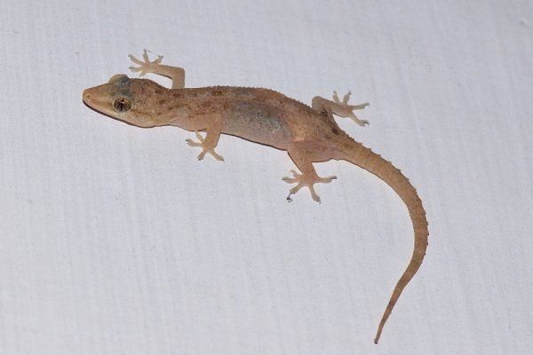 How to get rid of lizards in our homes?