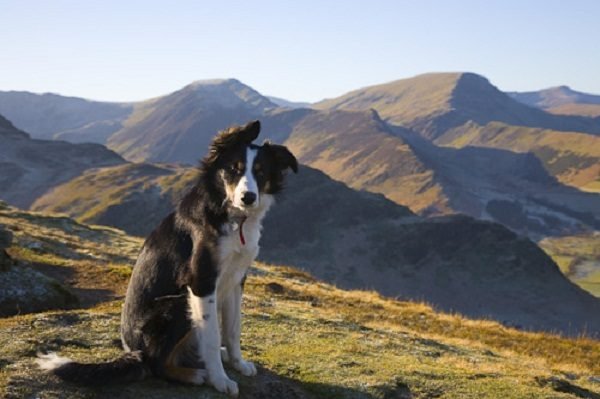 12 Facts About Border Collies