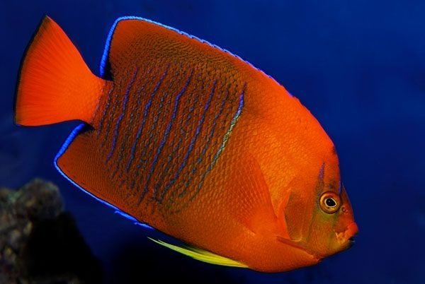 Most expensive hot sale exotic fish