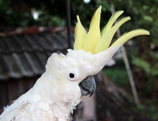 Top 10 Most Beautiful Parrot species Worldwide