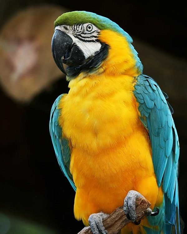5 Most Beautiful Parrots in the World