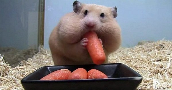 hamsters store food in cheeks