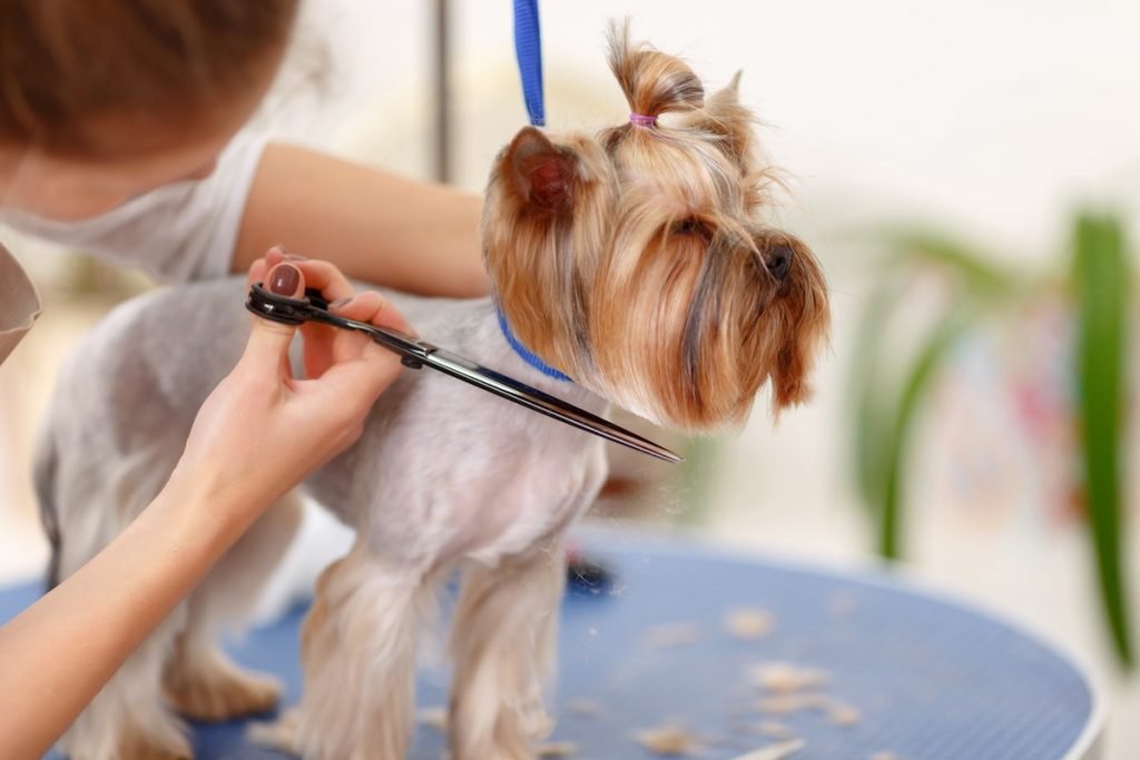 Can You Clip Your Dog's Hair at Home?