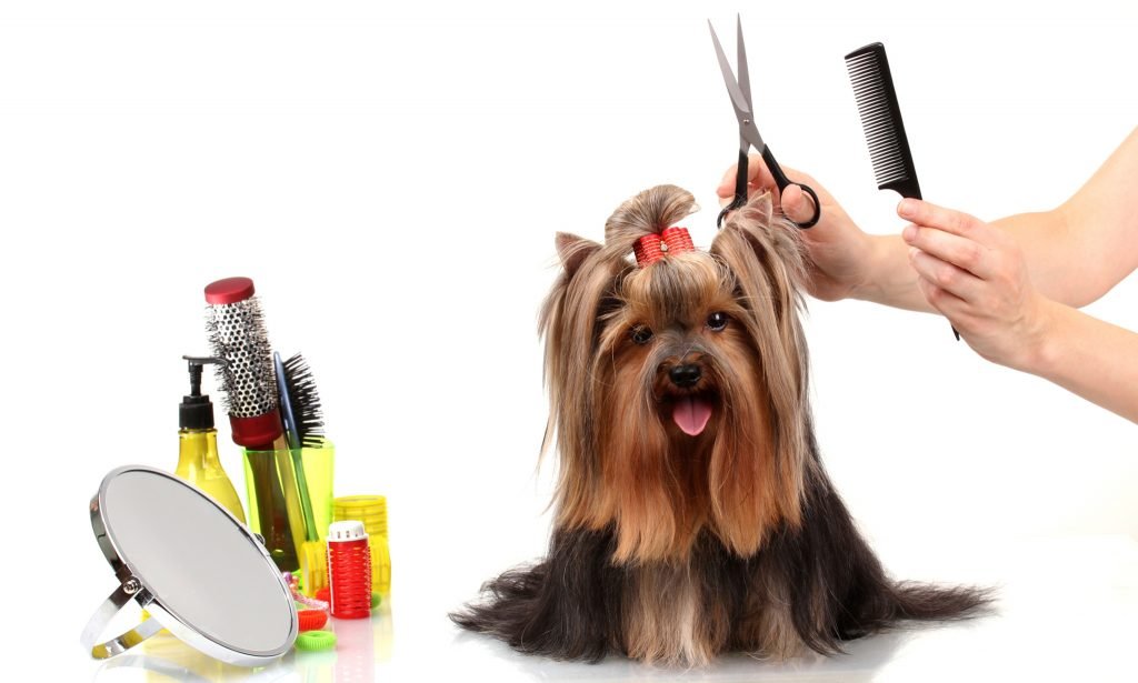 Can You Clip Your Dog's Hair at Home?