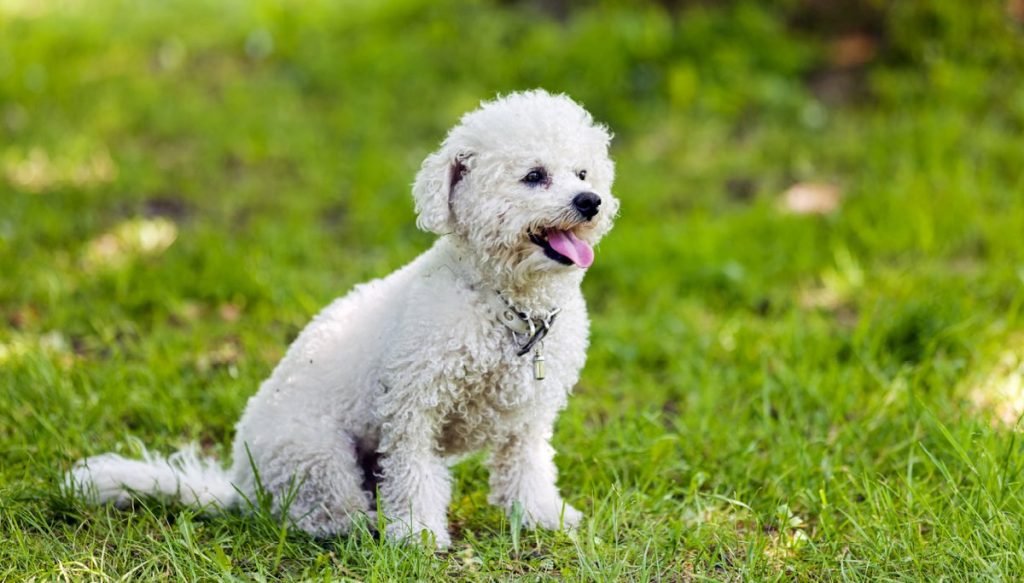 Meet The Sporting and Working Dog Groups