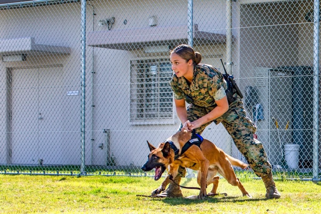 Meet The Sporting and Working Dog Groups